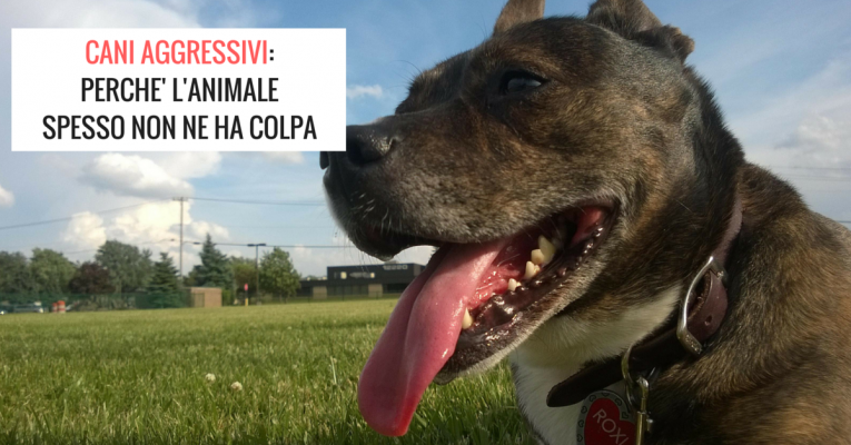 CANI-AGGRESSIVI-PERCHE-LANIMALE-SPESSO-NON-NE-HA-COLPA-765x400