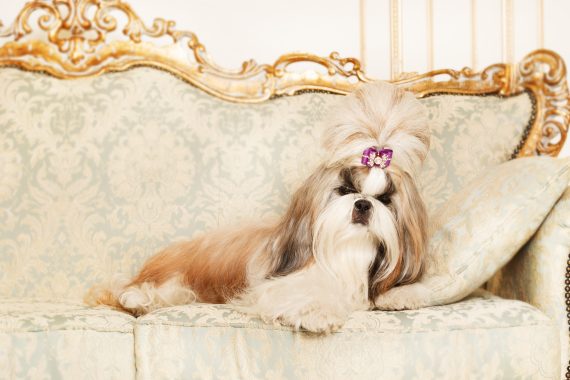 Shih Tzu with long furr in a beautiful classic interior